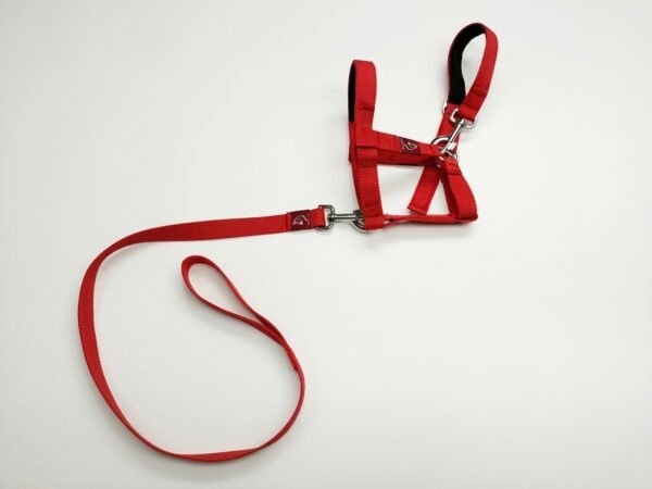 Mini Donkey Halter + Leash Set