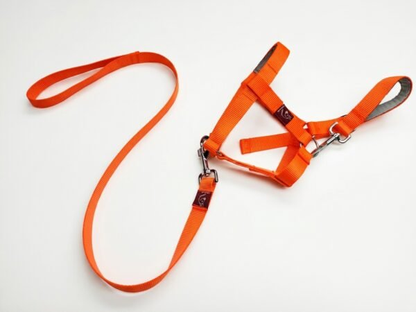 Mini Donkey Halter + Leash Set